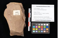 Foto (Objekt + Etikett) von Quercus palaeoilex Ettingshausen (NHMW-GEO-2024-0188-0863)